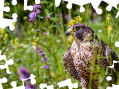 falcon, Flowers