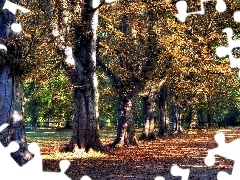 alley, autumn, fallen, Leaf, oaks, Park