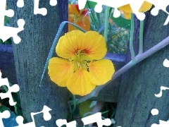 Yellow, nasturtium, Fance, Colourfull Flowers