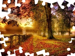 trees, autumn, Fance, Fog, viewes, Leaf