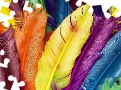 color, feather