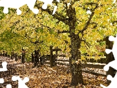 viewes, Way, fence, autumn, Leaf, trees