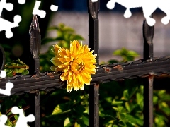 Yellow, metal, fence, Colourfull Flowers