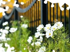 fence, White, Cosmos