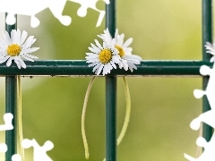 daisies, fence