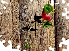 Colourfull Flowers, Wilec, fence, creeping