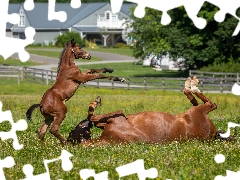 pasture, fence, Mare, Foal, bloodstock