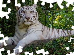 White, Bush, fence, tiger