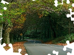 fern, autumn, forest, Leaf, Way