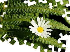 Colourfull Flowers, leaf, Fern, Daisy