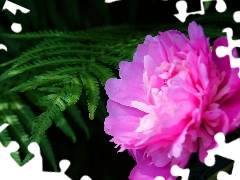 Colourfull Flowers, Leaf, Fern, peony