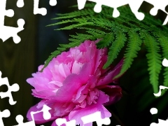 Colourfull Flowers, leaf, Fern, peony