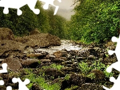 fern, Fog, River, Stones, forest