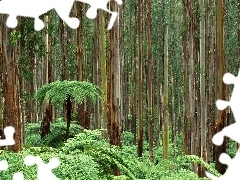 forest, fern