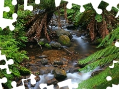 forest, Stones, fern, stream