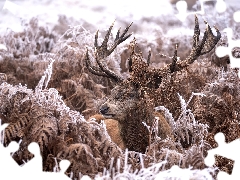 fern, deer, frosty