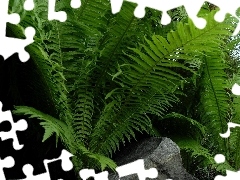 fern, Leaf, green