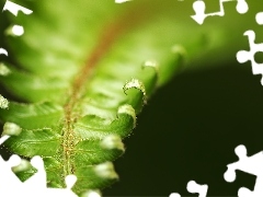 leaf, fern