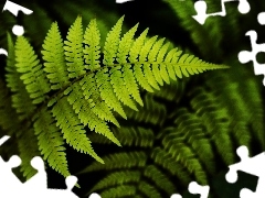 Leaf, fern