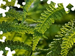 Leaf, fern