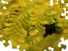Leaf, Fern