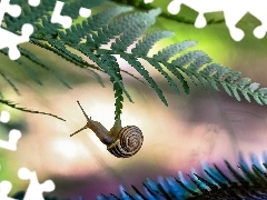 fern, snail, leaf