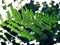 leaf, fern