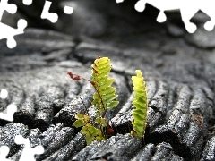 fern, change, leaves