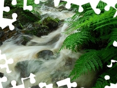 mountainous, Stones, fern, stream