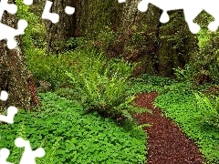 fern, forest, Path