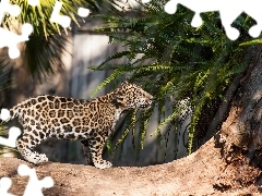 fern, River, Leopards, trees, young