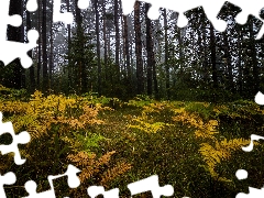 Yellowed, fern, trees, viewes, forest