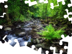 viewes, forest, Stones, Fern, River, trees