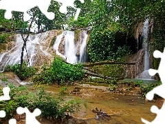 fern, forest, waterfall
