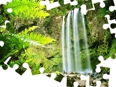 fern, Rocks, waterfall