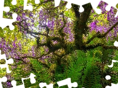 fern, trees, wistaria