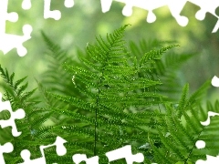 fern