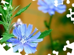 Blue, Colourfull Flowers, field, chicory