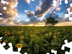 Nice sunflowers, trees, Field, Flowers, clouds
