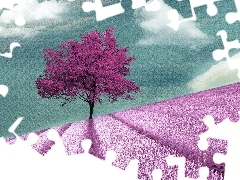 Field, Narrow-Leaf Lavender, Pink, trees, clouds