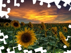 Nice sunflowers, Great Sunsets, Field