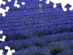 Field, Narrow-Leaf Lavender
