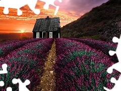 Hill, Great Sunsets, Field, lavender, house