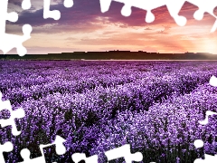 lavender, Great Sunsets, Field
