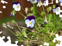 pansy, field