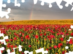 Great Rainbows, papavers, field