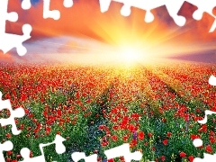 rays, papavers, Field, sun