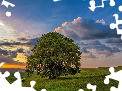 Great Sunsets, trees, Field, bench, clouds, oak