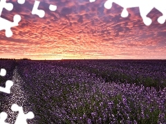 west, lavender, field, sun