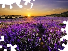 west, lavender, Field, sun
